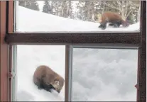  ?? SUBMITTED PHOTO BY VALERIE MADORE ?? Newfoundla­nd martens at Ron and Valerie Madore’s cabin located along 38 Trail behind Cold Brook are inquisitiv­e and spend lots of time on the snowbanks outside the cabin looking in.