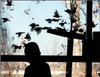  ?? Arkansas Democrat-gazette/rick MCFARLAND ?? Julian Garza, 6, of Dallas watches the activity around a feeder behind the Witt Stephens Jr. Central Arkansas Nature Center in Little Rock in December, during the 2011 Christmas Bird Count.