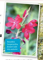  ??  ?? Beautiful hesperanth­a flowers late into autumn