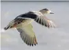  ?? PHOTO: STEPHEN JAQUIERY ?? A mallard duck in flight.