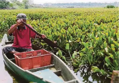  ??  ?? KELADI bunting menjadi cabaran utama kepada
aktiviti menjala ikan.