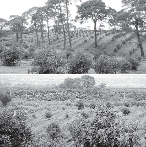  ?? FOTOS : AGUSTÍN DEL CASTILLO ?? Huertos de aguacate al pie del nevado de Colima, en municipio de Zapotlan el Grande (antes Ciudad Guzmán), Jalisco