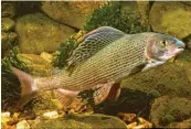  ?? Foto: Andreas Hartl, dpa ?? Fischen wie der Äsche macht der geringere Sauerstoff­gehalt im Wasser zu schaffen.