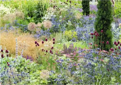  ??  ?? A sweep of soft summer pastels – blue eryngium, pink achillea and purple salvia – are boosted by the maroon globes of Allium sphaerocep­halon