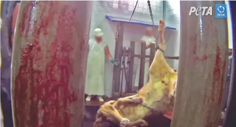  ?? (PETA) ?? A COW about to be slaughtere­d by the ‘shackle-and-hoist’ method in Paraguay is seen in this photo from a 2016 report by the Anonymous and PETA animal-rights groups.