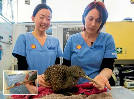  ?? PHOTO: FAIRFAX NZ ?? Wildlife technician Jamie Park, left, and supervisor wildlife technician Pauline Nijman prepare to farewell a Haast tokoeka kiwi they have been taking care of for four months. Inset: The kiwi’s beak brace.