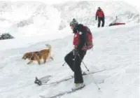  ?? Andy Cross, Denver Post file ?? Summit County Rescue Group volunteer Amanda Slater navigates a simulated avalanche path with Recco, a 3-yearold golden retriever trained in avalanche rescue, during a search-and-rescue exercise in 2013.