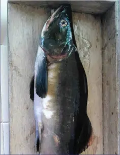  ??  ?? Mature male Pacific Pink Salmon captured recently in spawning condition in Co Mayo.