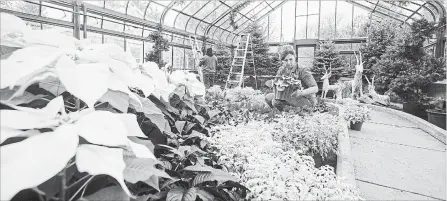  ?? JULIE JOCSAK THE ST. CATHARINES STANDARD ?? Sue Stoll, lead hand of design, lays out the poinsettia show for Christmas at the Niagara Parks Floral Showhouse. It opens Saturday.