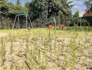  ?? RP-FOTO: CIS ?? Der Spielplatz Bruchhause­r Kamp sieht aus, als wenn er längere Zeit nicht genutzt worden wäre. Das von der Verwaltung versproche­ne neue Spielgerät kommt nicht vor Ende der Sommerferi­en, teilt Baudezerne­ntin Rita Hoff mit.