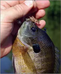  ??  ?? Crickets and other live baits make great enticement­s for winter bluegills when fished on the bottom.