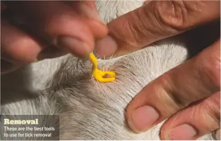  ??  ?? RemovalThe­se are the best tools to use for tick removal