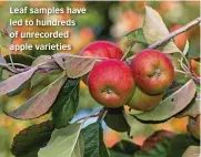  ?? ?? Leaf samples have led to hundreds of unrecorded apple varieties
