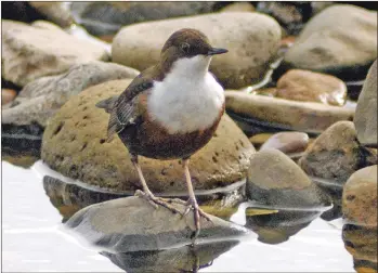  ?? Photo Brian Couper ?? A dipper on a rock in an Arran river.