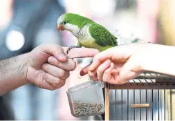  ?? GERARD JULIEN/AFP/GETTY IMAGES ?? Chelsea Steiner was able to perform fast compressio­ns that matched the bird’s speedy heartbeat, and rescue breaths that covered the nose and mouth.