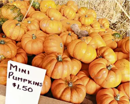  ??  ?? Pumpkins come in all sizes. There are even mini ones seen at Myers Apple Farm in Hamilton. — Photos: MING TEOH
