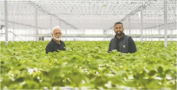  ?? ARLEN REDEKOP ?? Amir Maan and father Kris at Maan Farm, shown on Monday, have pivoted to using a greenhouse for their strawberri­es amid cold, wet weather, in Abbotsford.