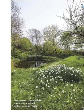  ??  ?? Near the pond, the planting has a more natural feel with drifts of Narcissus ‘Thalia’.