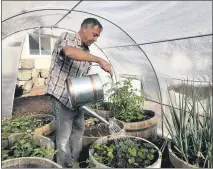  ?? ?? Don Johnson waters plants in his greenhouse using water from his air-to-water system installed by Ted Bowman, a design engineer with Tsunami Products, in his backyard in Benicia, Calif.