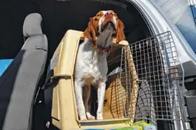  ?? RICH LANDERS/THE SPOKESMAN-REVIEW/TRIBUNE NEWS SERVICE ?? After a safe drive while riding in his crate in the pickup, Ranger is ready go hunting.