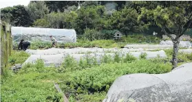  ?? PHOTOS: CHARMIAN SMITH ?? Kaicycle, a productive urban farm in Wellington.