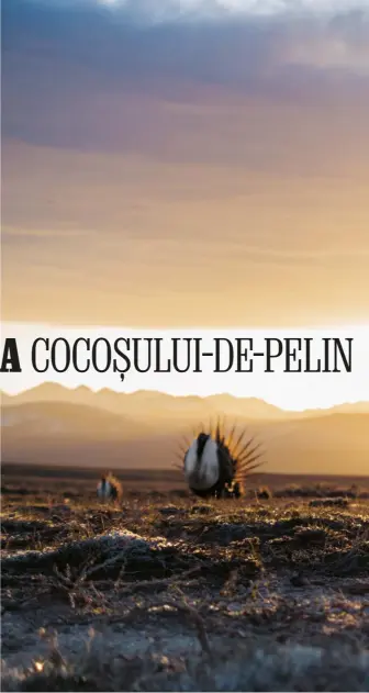  ??  ?? În Wyoming, răsăritul luminează masculii de cocoș-de-pelin, care își umflă piepturile și își răsfiră cozile. Arenele lor de curtare sunt luminișuri­le dintretufe­le de pelin.