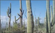  ?? (NWA Democrat-Gazette/Flip Putthoff) ?? A saguaro seems to sport a funny face.