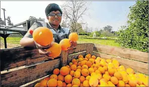  ?? Picture: DAVID MACGREGOR ?? TOP EXPORTER: Sundays River Farming Trust general manager Buyiswa Ndyenga inspects a crop of export oranges