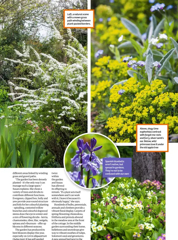  ??  ?? Left, a natural scene with a mown grass path winding between plant-packed borders. Spanish bluebells aren’t native, but spread in gardens. They’re not to be confused with our own Above, zingy lime euphorbias contrast with forget-me-nots and furry,...