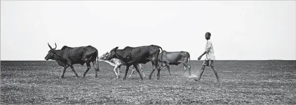  ?? MACKENZIE KNOWLES-COURSIN/UNICEF ?? A man walks his cattle across parched former near Aweil, in South Sudan. Two years of drought and failed rains across much of Africa have hurt millions of people in 17 countries.