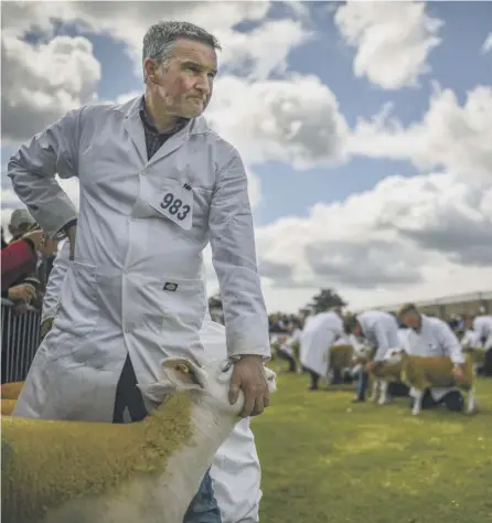  ??  ?? 0 Sheep are put on show on day two of the Royal Highland show at Ingliston in June last year (Picture: Jeff J Mitchell/getty Images)