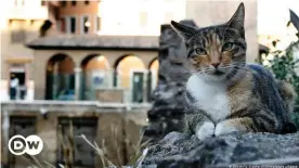  ??  ?? One of the many feline residents at the Largo di Torre Argetina