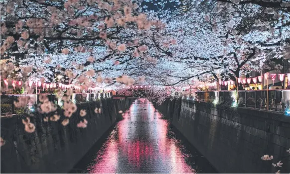  ?? Picture: GETTY IMAGES ?? Cherry blossoms in full bloom hang over the Meguro River in Nakameguro in Tokyo, Japan.