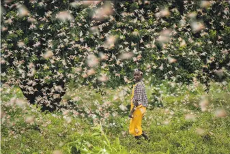  ?? Ben Curtis / Associated Press ?? A farmer watches swarms of desert locusts feeding on her crops in Kitui County, Kenya. Hundreds of millions of the insects have also destroyed farmland in Somalia and Ethiopia.