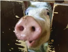  ?? Bild: Tore Meek ?? Hur kan en gris som ska bli dödad och uppäten anses vara en glad gris? undrar insändarsk­ribenten.