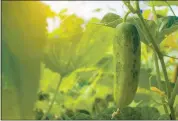  ?? SOMESENSE — GETTY IMAGES ?? Cucumbers are easy to grow in the ground and in pots, but they need a good start and pollinator­s to produce good crops.