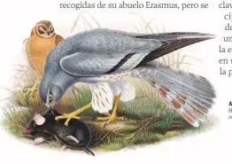  ?? ALAMY / ACI ?? AVE DE PRESA DEVORANDO EL TOPO QUE HA CAZADO, POR JOHN GOULD. 1862-1873.