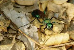  ?? (Getty/iStock) ?? The Emerald jewel wasp, Ampulex compressa, is famous for zombiefyin­g cockroache­s