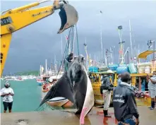  ?? ?? The giant Manta Ray
Pic by Tharanga Gunarathne