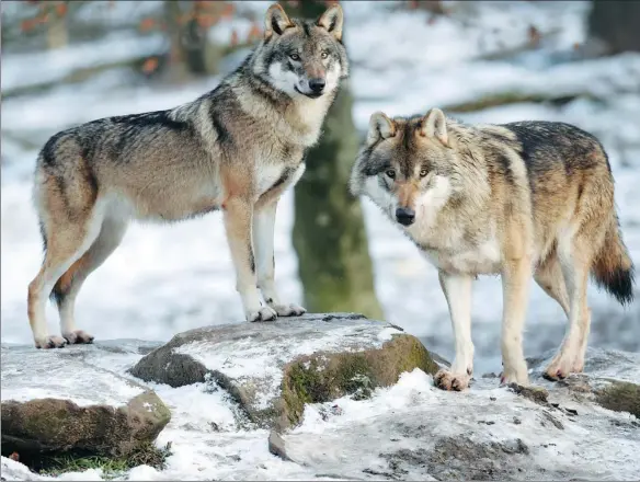  ?? PROVIDED TO CHINA DAILY ?? Wolves are “at the gates of Paris” according to one lupine watchdog as the predator regains ground around Europe.