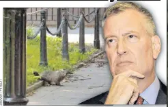  ??  ?? HOG’S WILD: With woodchuckc­huck killer Mayor de Blasio safely in It-Italy, a groundhog (left and above) pays City Hall a visit Wednesday.