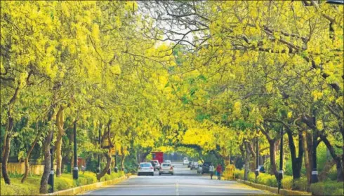  ?? SANJEEV VERMA/ HINDUSTAN TIMES ?? Kalidasa would have been transfixed: Amaltas trees in full bloom in New Delhi.