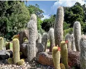  ?? SUNIL KEMPPI ?? The Royal Botanic Gardens’ Arid Garden has more than 3000 plants.