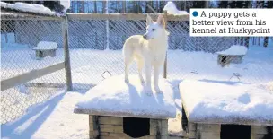  ??  ?? ●●A puppy gets a better view from his kennel at Huskypoint