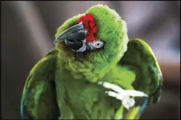  ??  ?? Max, a 30-yearold military macaw, waves goodbye.