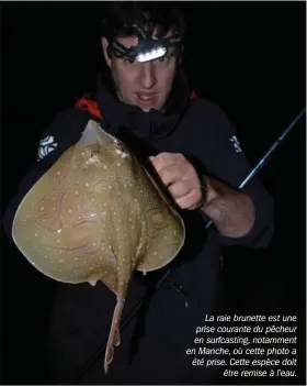  ??  ?? La raie brunette est une prise courante du pêcheur en surfcastin­g, notamment en Manche, où cette photo a été prise. Cette espèce doit être remise à l’eau.