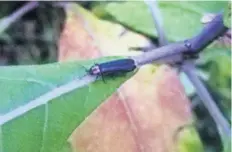  ??  ?? La hojarasca de encino es el hábitat preferido de las luciérnaga­s porque este árbol retiene un mayor porcentaje de humedad y es un lugar oscuro.