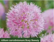  ??  ?? Allium carolinian­um Rosy Beauty
Pink pompoms, perfect for pollinator­s H x S 70cm x 20cm F Apr-May 5 bulbs £3.75