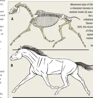  ??  ?? A B Movement style of Ethan Allen, a champion harness racer: The skeletal model (A) was made by the author in collaborat­ion with Steven Wagner, DDS; the reconstruc­tion of Ethan Allen’s appearance in motion (B) was done by the author.