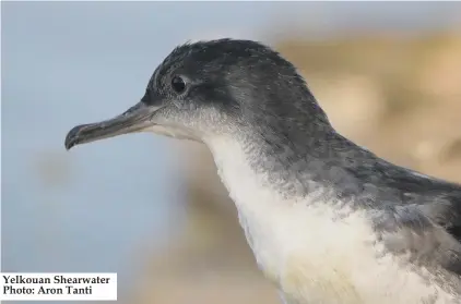  ??  ?? Yelkouan Shearwater Photo: Aron Tanti